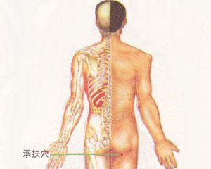 人体穴位：承扶穴