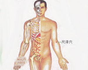 人体穴位：尺泽穴