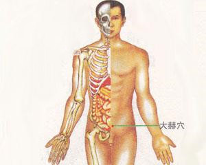 人体穴位：大赫穴