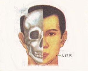 人体穴位：大迎穴