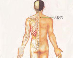 人体穴位：大杼穴