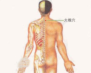 人体穴位：大椎穴
