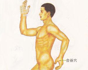 人体穴位：合谷穴