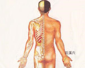人体穴位：后溪穴