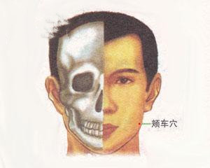人体穴位：颊车穴
