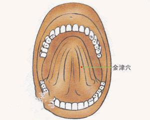 人体穴位：金津穴