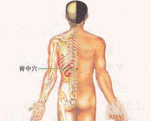 人体穴位：脊中穴