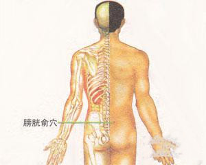 人体穴位：膀胱俞穴