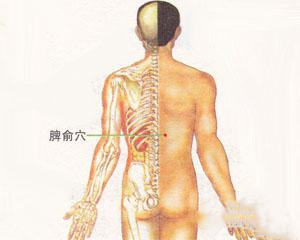 人体穴位：脾俞穴