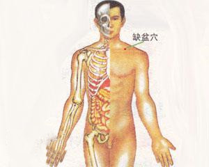 人体穴位：缺盆穴