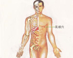 人体穴位：乳根穴