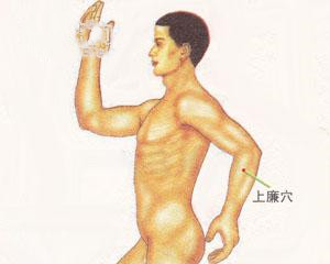 人体穴位：上廉穴