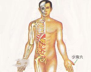 人体穴位：少商穴
