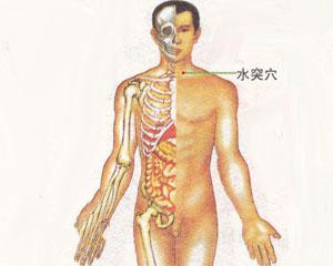 人体穴位：水突穴