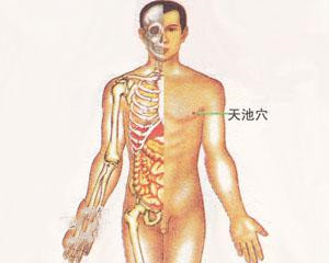 人体穴位：天池穴