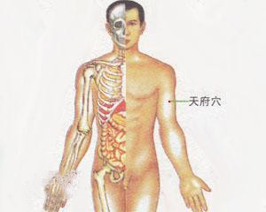 人体穴位：天府穴