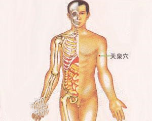 人体穴位：天泉穴
