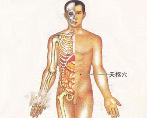人体穴位：天枢穴
