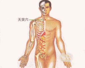 人体穴位：天突穴