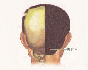 人体穴位：天柱穴