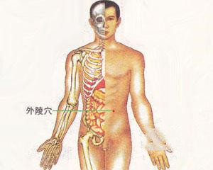 人体穴位：外陵穴