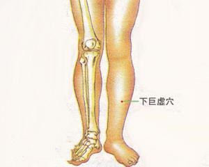 人体穴位：下巨虚穴