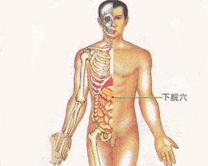 人体穴位：下脘穴