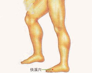 人体穴位：侠溪穴