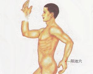 人体穴位：阳池穴