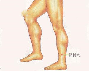 人体穴位：阳辅穴