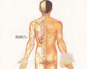 人体穴位：阳纲穴