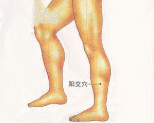 人体穴位：阳交穴
