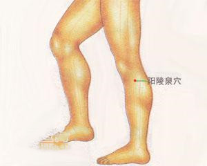 人体穴位：阳陵泉穴