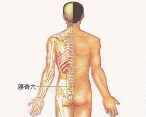 人体穴位：腰奇穴