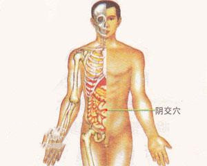 人体穴位：阴交穴