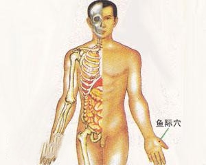 人体穴位：鱼际穴