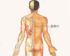 人体穴位：至阳穴