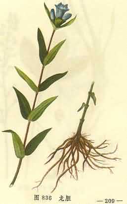 龙胆草