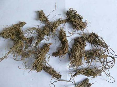 缬草