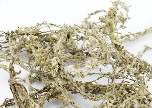 鹿茸草