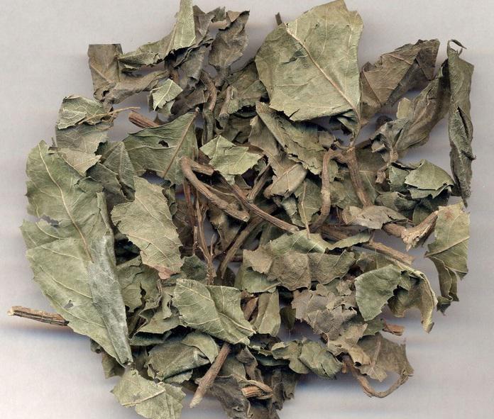 矮地茶