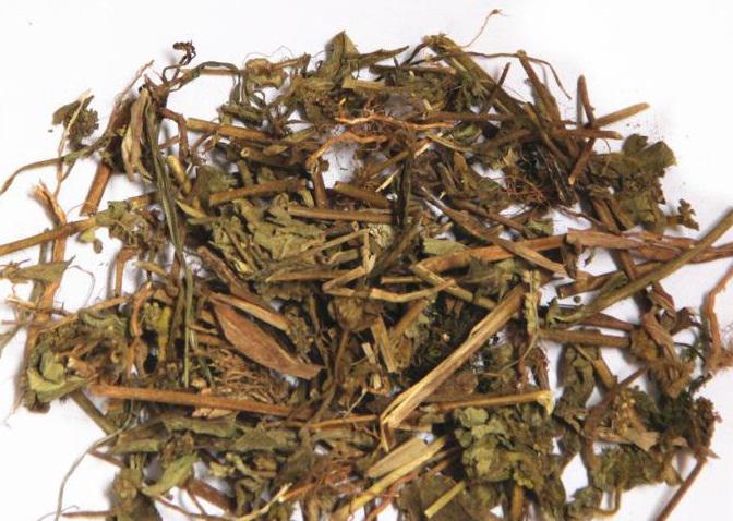 飞扬草