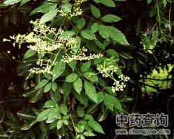 乌蔹莓